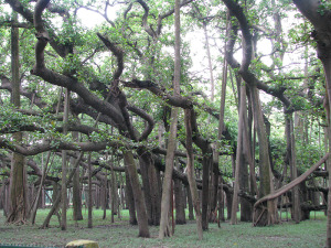 The Great Banyan Tree1